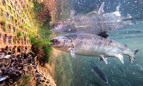 salmon farming health risks